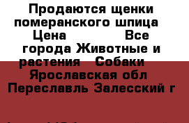 Продаются щенки померанского шпица › Цена ­ 45 000 - Все города Животные и растения » Собаки   . Ярославская обл.,Переславль-Залесский г.